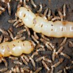 About Termites and Protecting