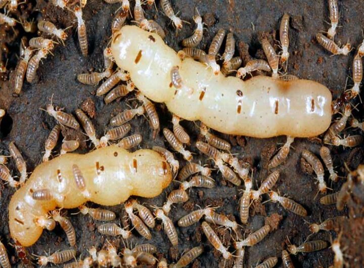 About Termites and Protecting