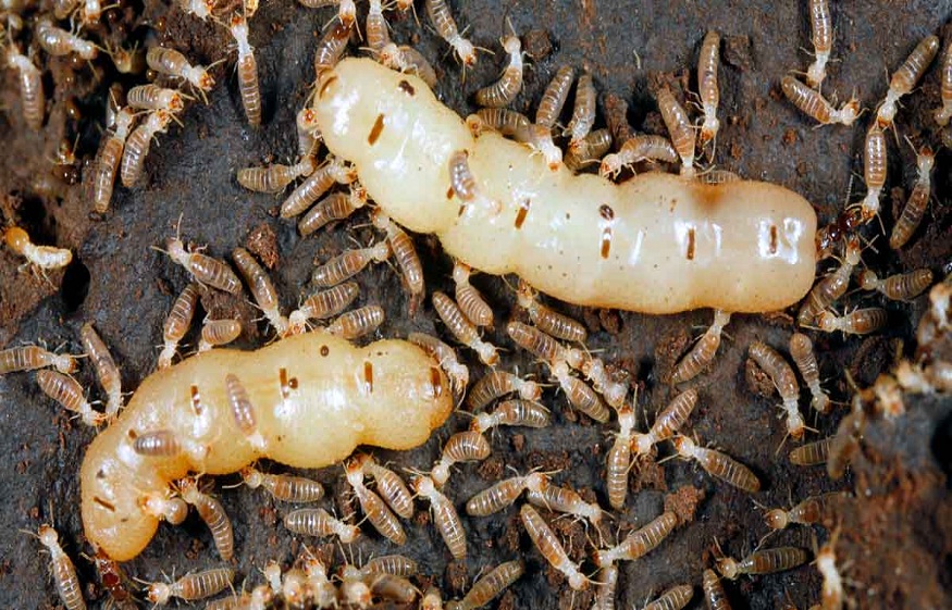 About Termites and Protecting