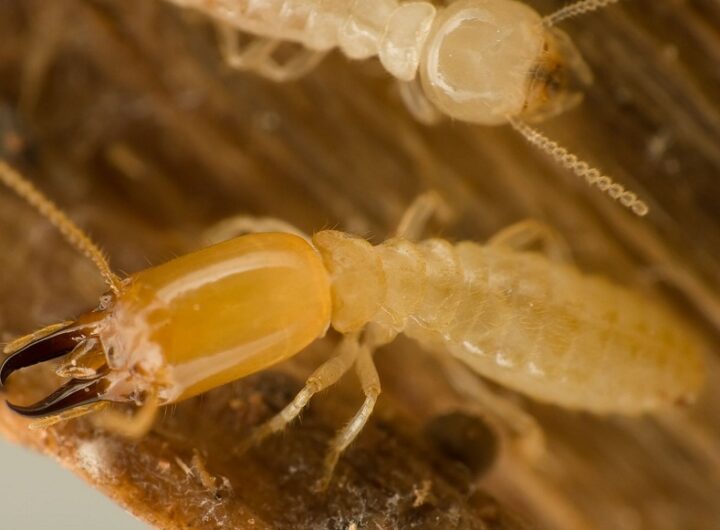 Dangerous are Termites