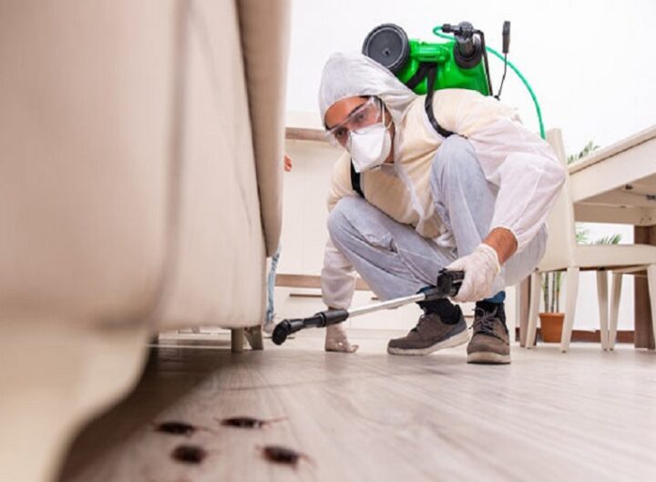 DIY Pest Control