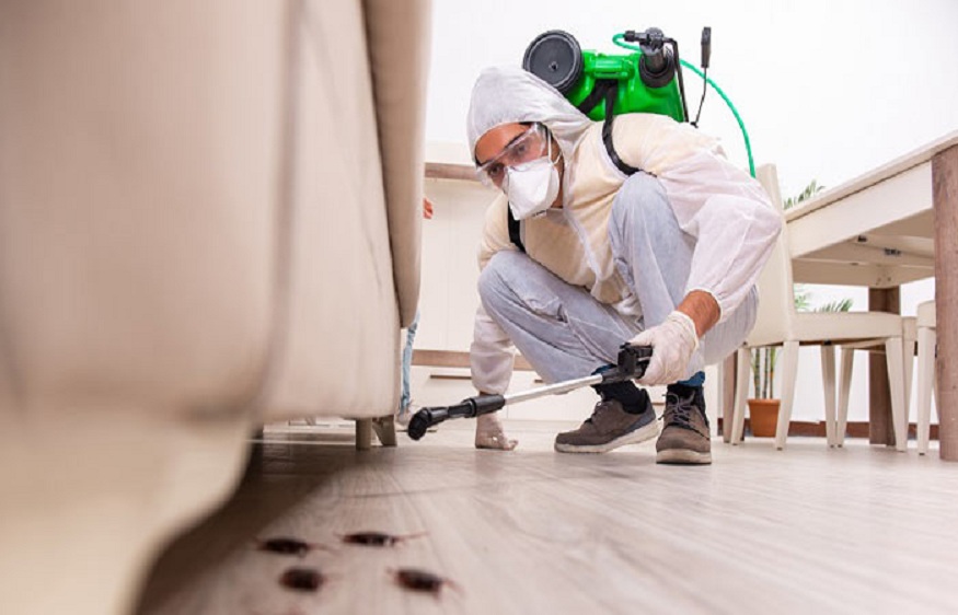 DIY Pest Control