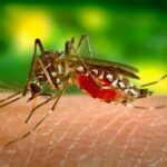 Mosquito Solution