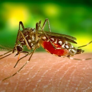 Mosquito Solution