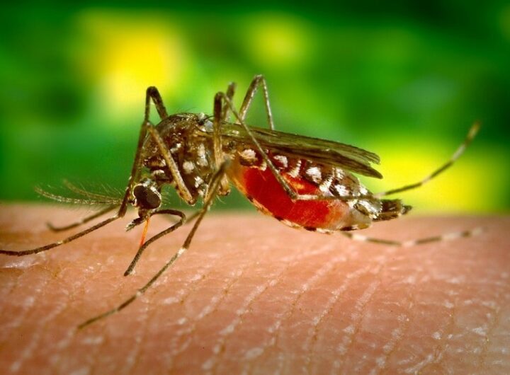 Mosquito Solution