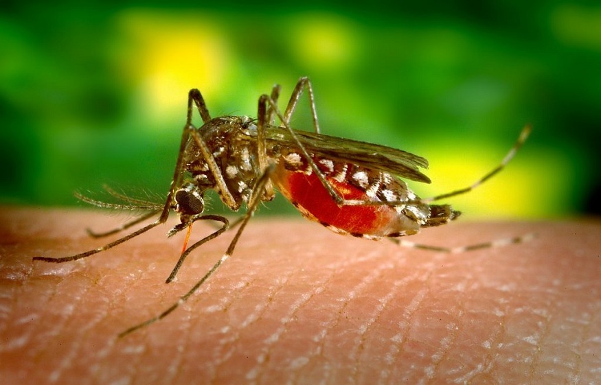 Mosquito Solution