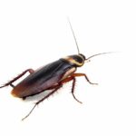 Pests Again and Again