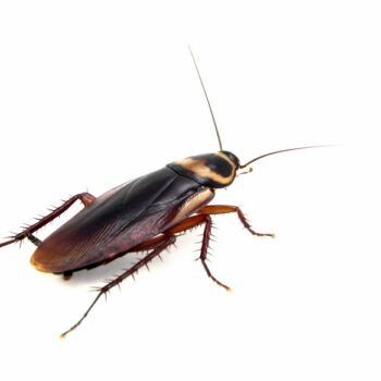 Pests Again and Again