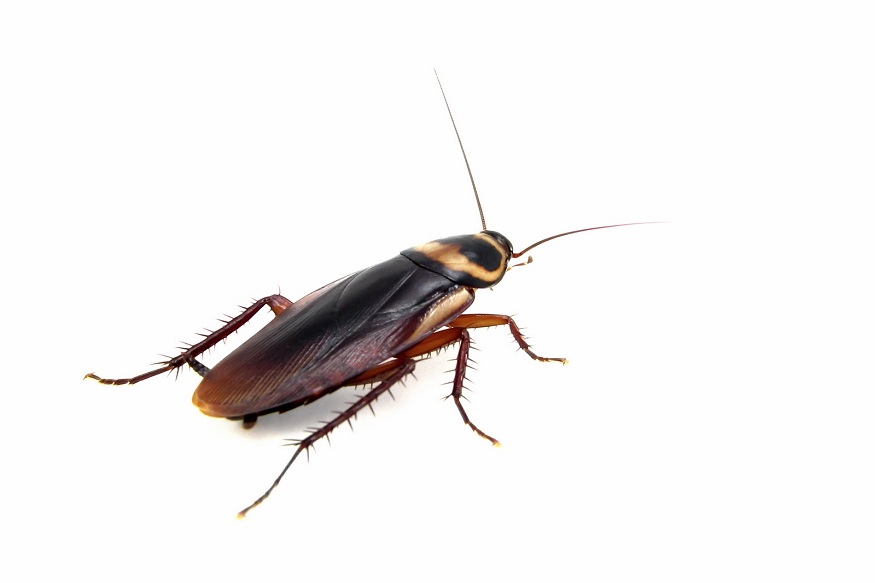 Pests Again and Again