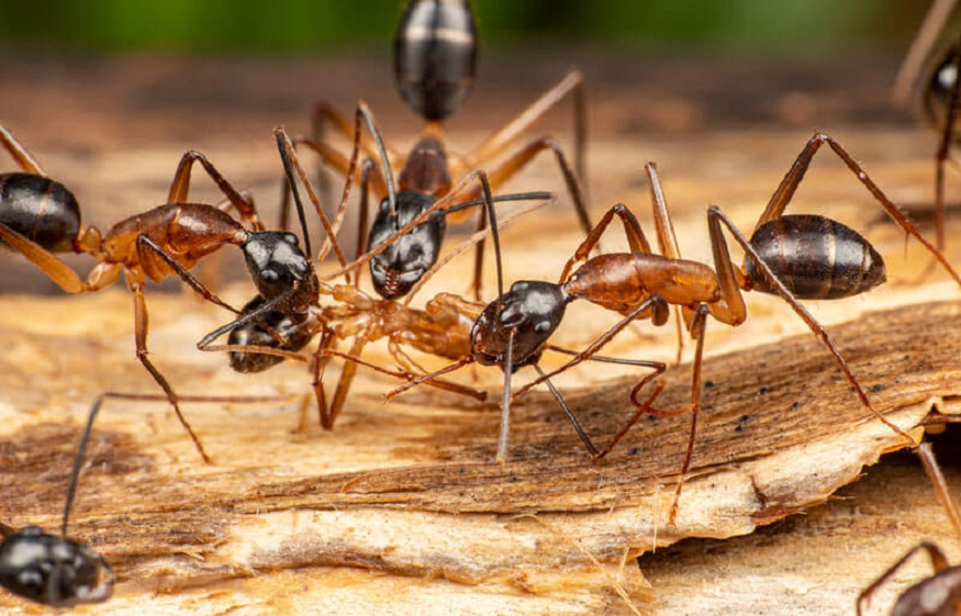 Ants Invade Phoenix